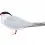 Common Tern