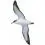 Cory’s Shearwater