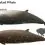 Cuvier’s Beaked Whale