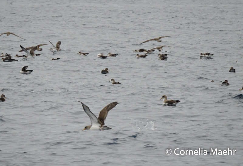 Cory's shearwaters / Calonectris diomedea