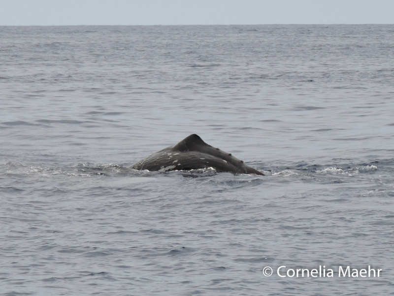 Sperm whale / Physeter macrocephalus