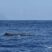 Whales and dolphins in a sunny day!