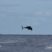 Dolphins, dolphins everywhere!