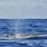 Blue whales, common dolphins and 21 turtles!