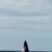 Breaching fin whale :o