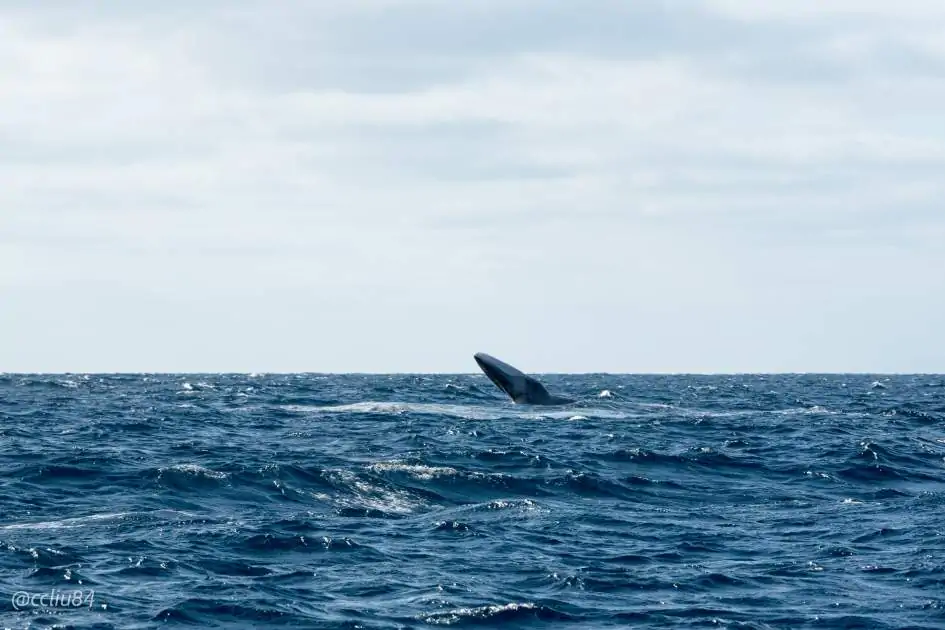 (Balaenoptera physalus