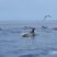 Another day in Cetacean paradise!