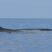 Curious Fin whales, Sperm whales and lots of dolphins!!