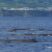 Sweet, curious sperm whale family :)
