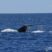 Giant pods of dolphins and Sperm whales