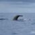 Solitary sperm whale