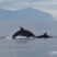 Bottlenose dolphins and Fin whales, it wasn’t easy!