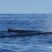 Sperm whale surrounded our boat!