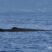 Playful Sperm whales, Sei whales and lots of dolphins!