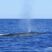 Sei whales and all the dolphins!