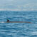 Sei Whales spotted near to Vila Franca!