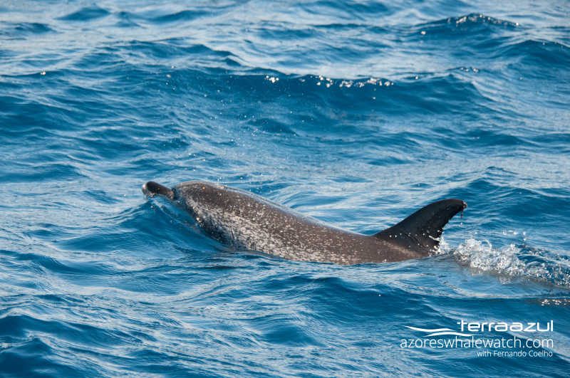 Atlantic spotted dolphins / Stenella frontalis