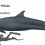 False Killer Whale