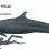 False Killer Whale