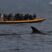 Invasion of Fin whales today!