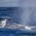 Baleenwhales in the waves
