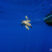 Loggerhead Sea Turtle