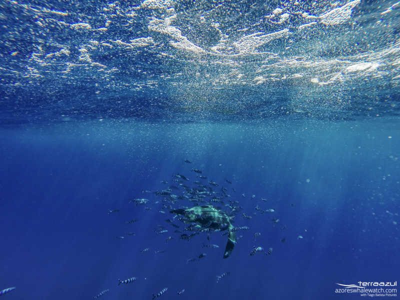 DCIM104GOPRO