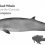 Gervais’ Beaked Whale