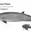 Gervais’ Beaked Whale