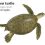 Green Sea Turtle