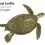 Green Sea Turtle