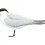 Gull-billet Tern