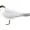 Gull-billet Tern
