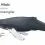 Humpback Whale