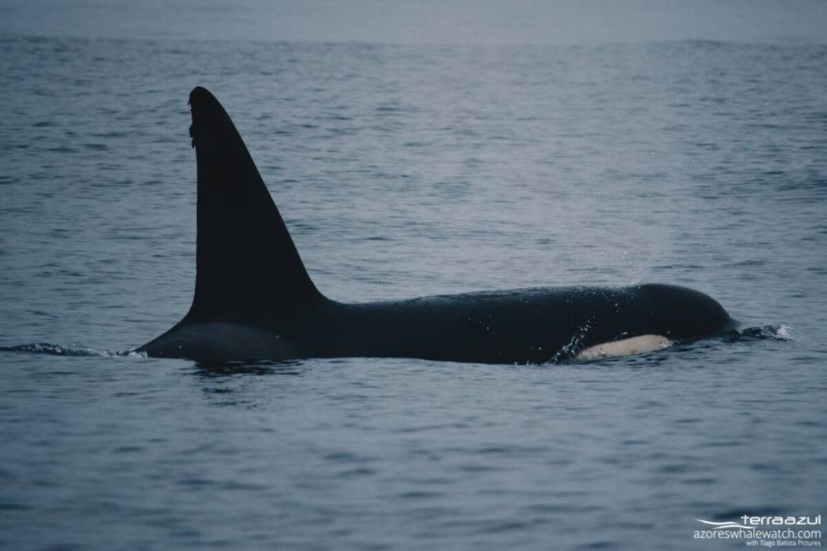 Underwater footage reveals possible ecotype match for our recent