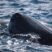 Glimpsing into a Sperm Whale pod’s life