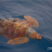The loggerhead turtle