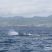 A morning with Sperm Whales!