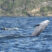 Risso’s Dolphin Fun Facts