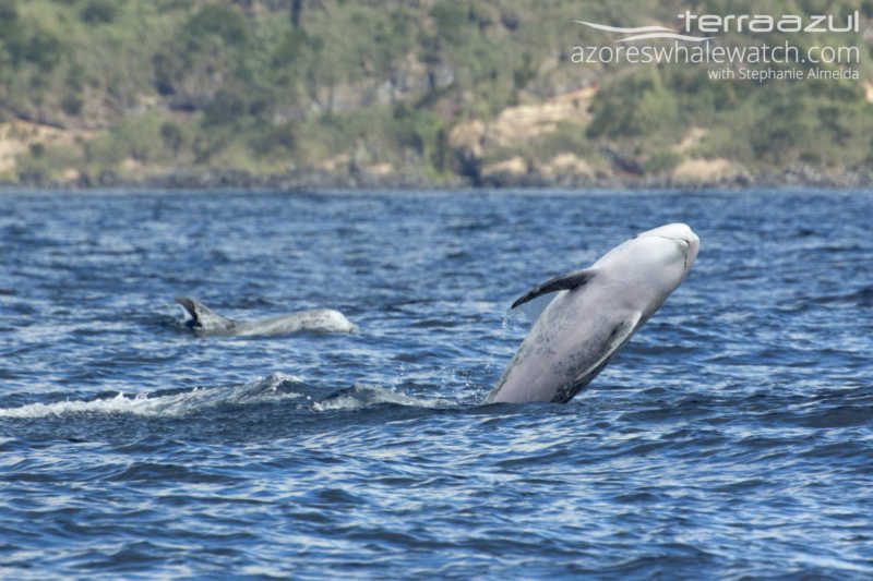Risso's Dolphins/Grampus griseus
