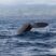 A lonely Sperm Whale in an Ocean full of dolphins