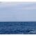 Mother Fin Whale with her Calf and More !