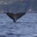 Whales on the left, Dolphins on the right, Turtle in front: Jackpot!