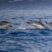 An amazing sunny day at sea with Striped and Common Dolphins!