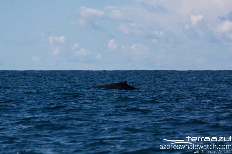 Megaptera novaeangliae/Humpback Whale