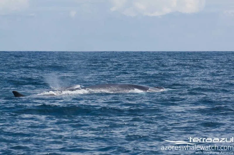 Fin Whales/Balaenoptera physalus