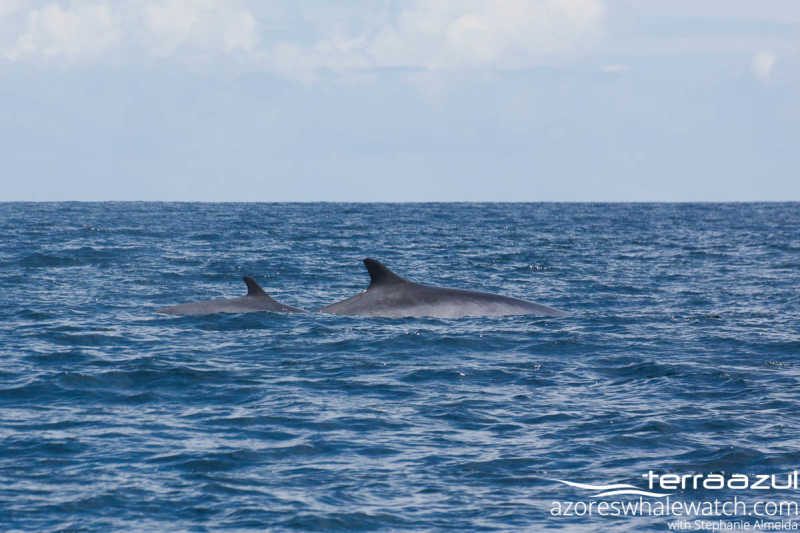 Fin Whales/Balaenoptera physalus