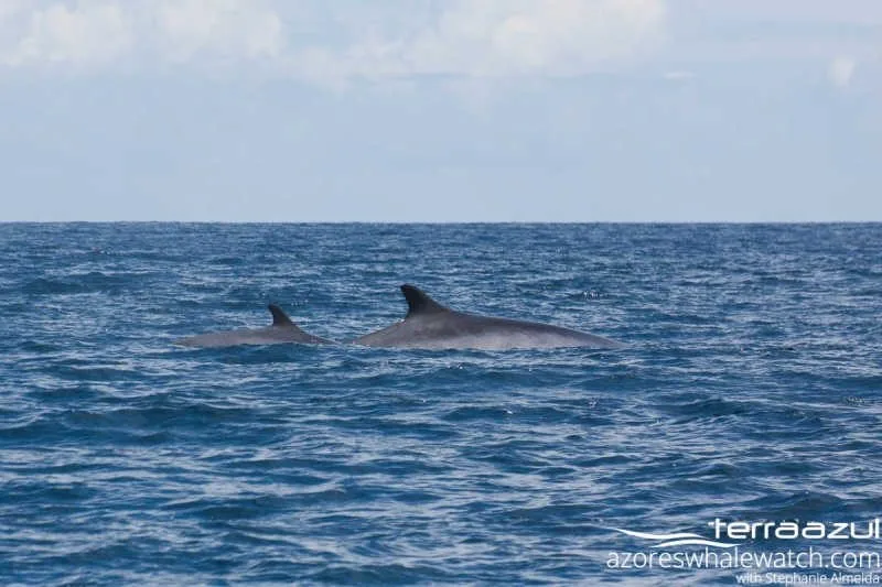 Fin Whales/Balaenoptera physalus