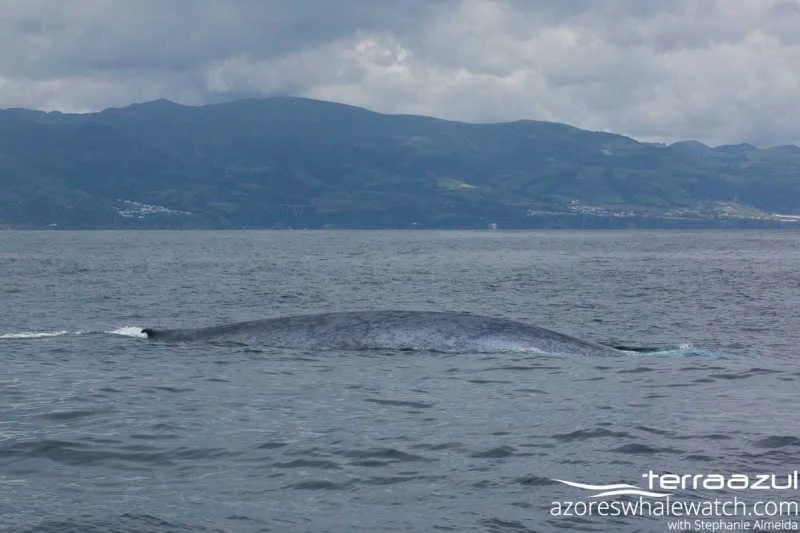 Blue Whale/Balaenoptera musculus
