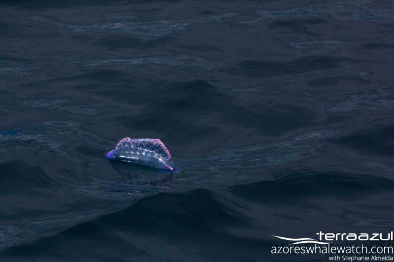 Portuguese Man o' War/ Physalia physalis